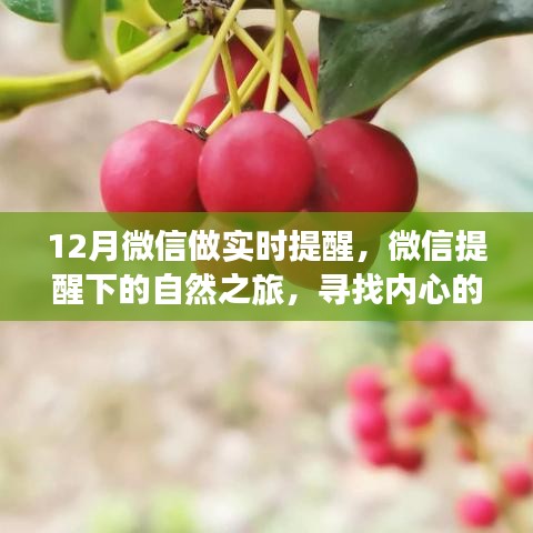 微信實(shí)時提醒下的自然之旅，十二種尋找內(nèi)心寧靜與平和的魔法方式