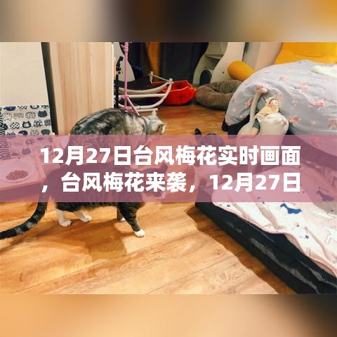 臺風(fēng)梅花來襲，12月27日實(shí)時(shí)畫面與各方觀點(diǎn)探析