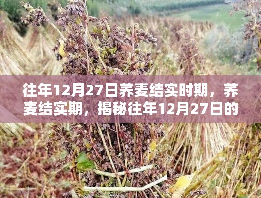 揭秘蕎麥結(jié)實(shí)期，往年12月27日的奧秘探索