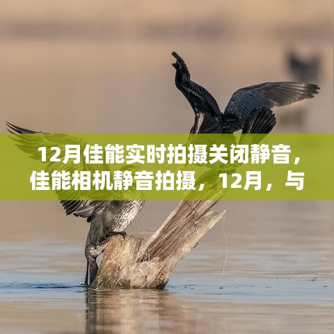 佳能相機靜音拍攝功能開啟，與大自然共舞的美麗時光在12月記錄時刻