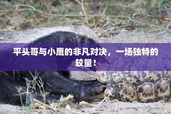 平頭哥與小鷹的非凡對(duì)決，一場(chǎng)獨(dú)特的較量！