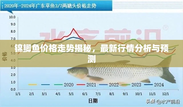 錦鯽魚價(jià)格走勢(shì)揭秘，最新行情分析與預(yù)測(cè)