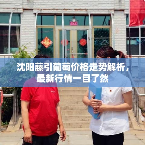 沈陽藤引葡萄價格走勢解析，最新行情一目了然