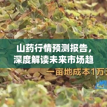 山藥行情預測報告，深度解讀未來市場趨勢（2019版）