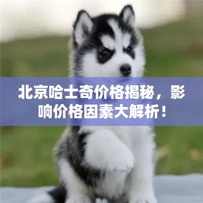 北京哈士奇價(jià)格揭秘，影響價(jià)格因素大解析！