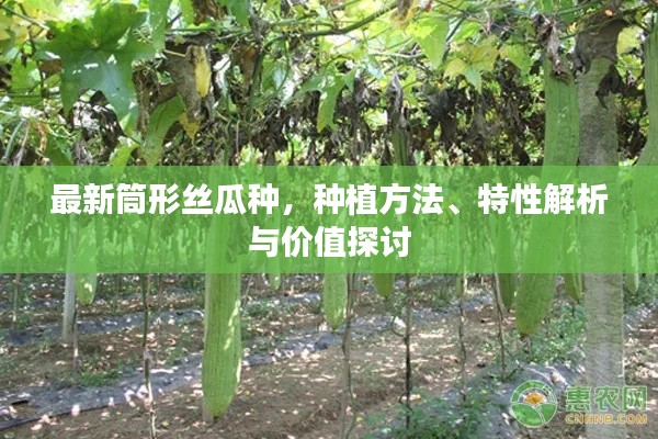 最新筒形絲瓜種，種植方法、特性解析與價(jià)值探討
