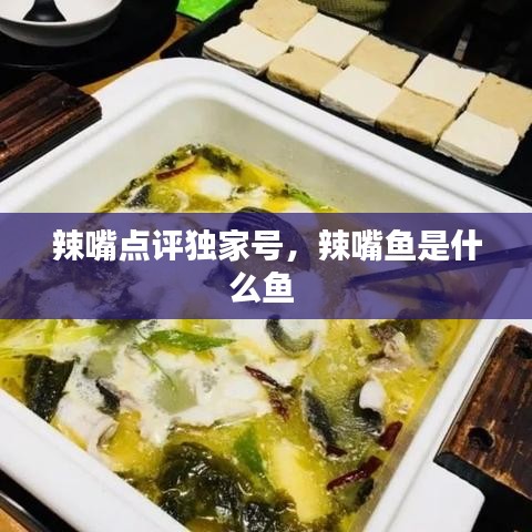 辣嘴點(diǎn)評獨(dú)家號，辣嘴魚是什么魚 