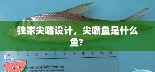 獨(dú)家尖嘴設(shè)計(jì)，尖嘴魚(yú)是什么魚(yú)? 