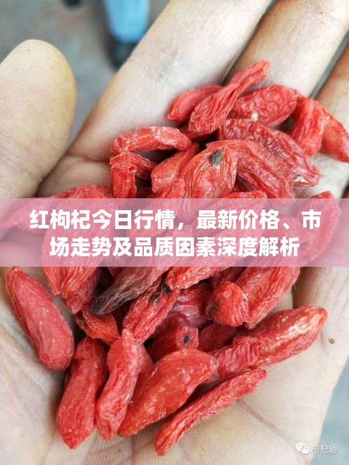 紅枸杞今日行情，最新價格、市場走勢及品質(zhì)因素深度解析
