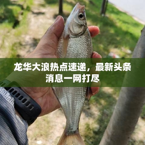 龍華大浪熱點速遞，最新頭條消息一網(wǎng)打盡