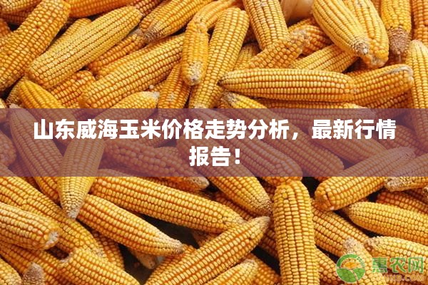山東威海玉米價(jià)格走勢(shì)分析，最新行情報(bào)告！