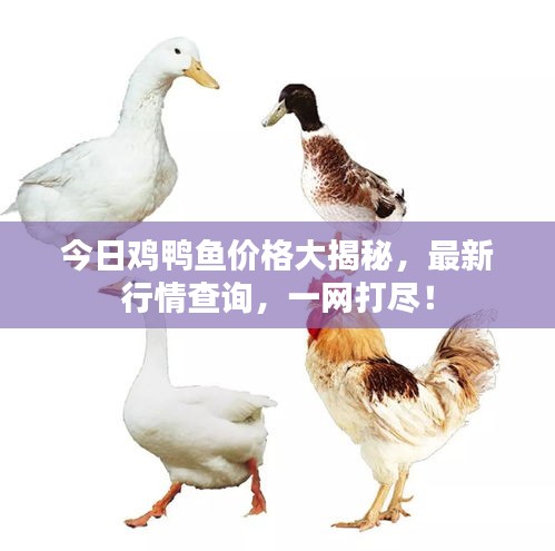 今日雞鴨魚(yú)價(jià)格大揭秘，最新行情查詢(xún)，一網(wǎng)打盡！