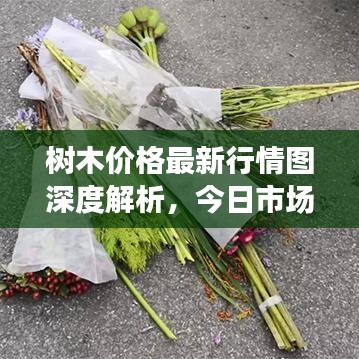 樹木價(jià)格最新行情圖深度解析，今日市場(chǎng)動(dòng)態(tài)一網(wǎng)打盡！