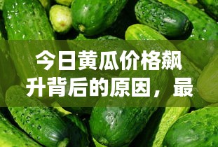 今日黃瓜價格飆升背后的原因，最新消息全面解析