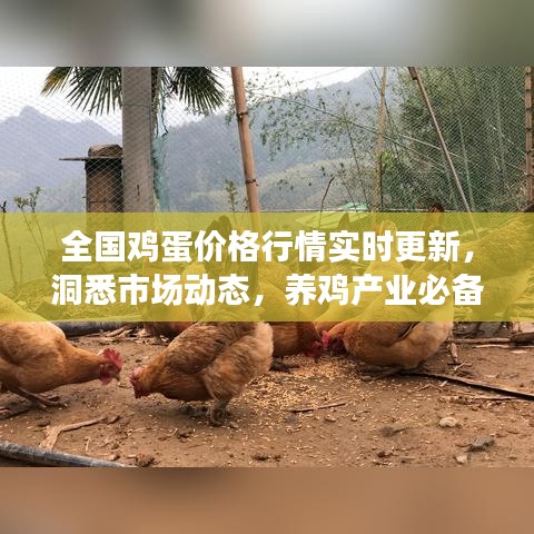 全國雞蛋價格行情實時更新，洞悉市場動態(tài)，養(yǎng)雞產(chǎn)業(yè)必備參考資訊平臺