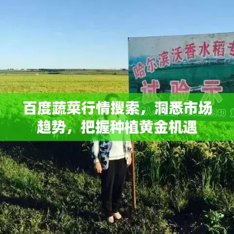 百度蔬菜行情搜索，洞悉市場趨勢，把握種植黃金機(jī)遇
