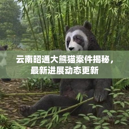 云南昭通大熊貓案件揭秘，最新進展動態(tài)更新