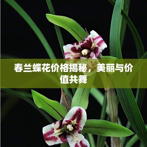 春蘭蝶花價(jià)格揭秘，美麗與價(jià)值共舞