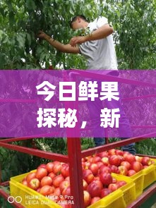 今日鮮果探秘，新鮮果實(shí)世界的最新動(dòng)態(tài)