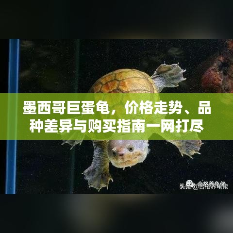 墨西哥巨蛋龜，價格走勢、品種差異與購買指南一網打盡
