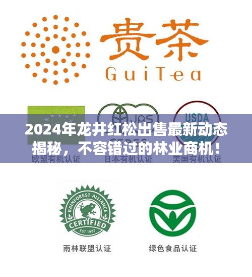 2024年龍井紅松出售最新動態(tài)揭秘，不容錯過的林業(yè)商機！