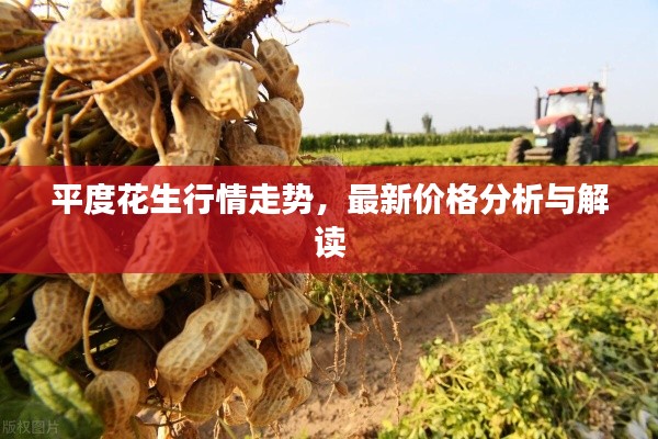 平度花生行情走勢，最新價格分析與解讀