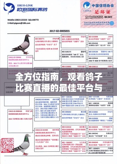 全方位指南，觀看鴿子比賽直播的最佳平臺(tái)與渠道！
