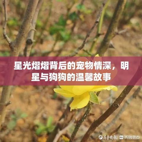 星光熠熠背后的寵物情深，明星與狗狗的溫馨故事