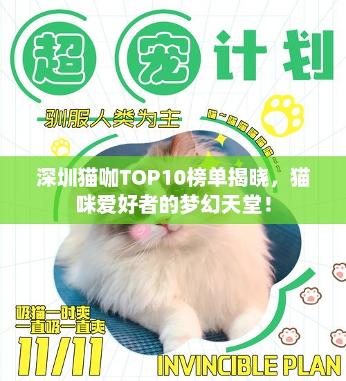 深圳貓咖TOP10榜單揭曉，貓咪愛好者的夢幻天堂！