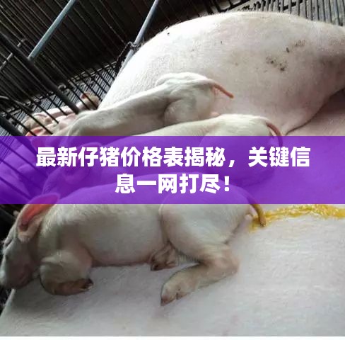 最新仔豬價格表揭秘，關(guān)鍵信息一網(wǎng)打盡！