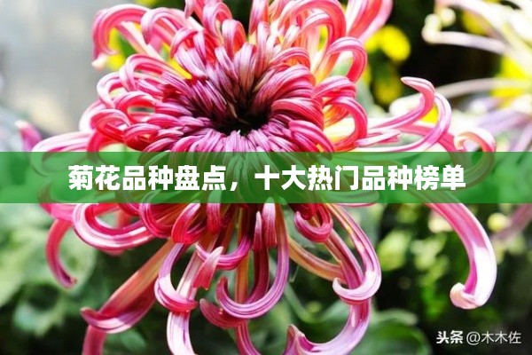 菊花品種盤(pán)點(diǎn)，十大熱門(mén)品種榜單