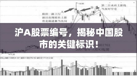 滬A股票編號，揭秘中國股市的關(guān)鍵標(biāo)識！