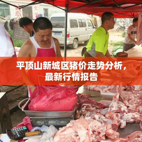 平頂山新城區(qū)豬價(jià)走勢分析，最新行情報(bào)告