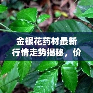 金銀花藥材最新行情走勢(shì)揭秘，價(jià)格動(dòng)態(tài)與市場(chǎng)趨勢(shì)分析