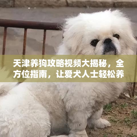 天津養(yǎng)狗攻略視頻大揭秘，全方位指南，讓愛(ài)犬人士輕松養(yǎng)寵！