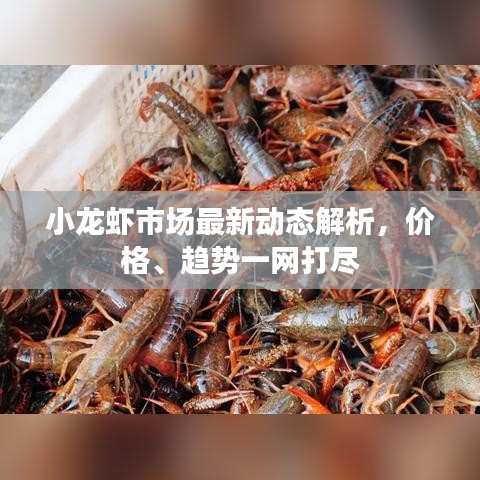 小龍蝦市場(chǎng)最新動(dòng)態(tài)解析，價(jià)格、趨勢(shì)一網(wǎng)打盡