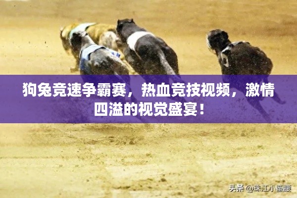 狗兔競速爭霸賽，熱血競技視頻，激情四溢的視覺盛宴！