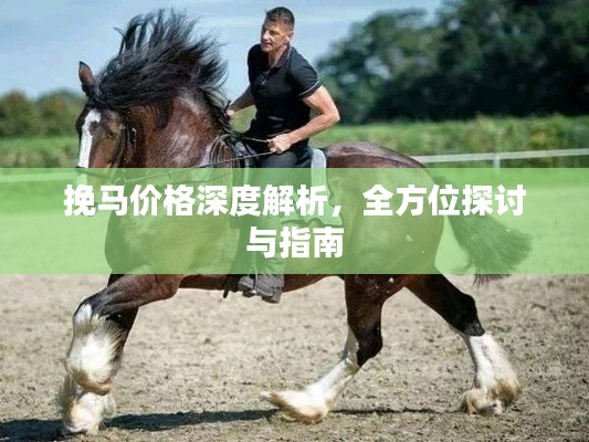 挽馬價格深度解析，全方位探討與指南