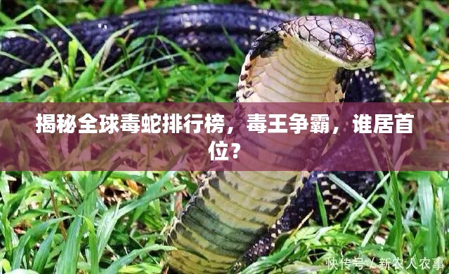 揭秘全球毒蛇排行榜，毒王爭霸，誰居首位？
