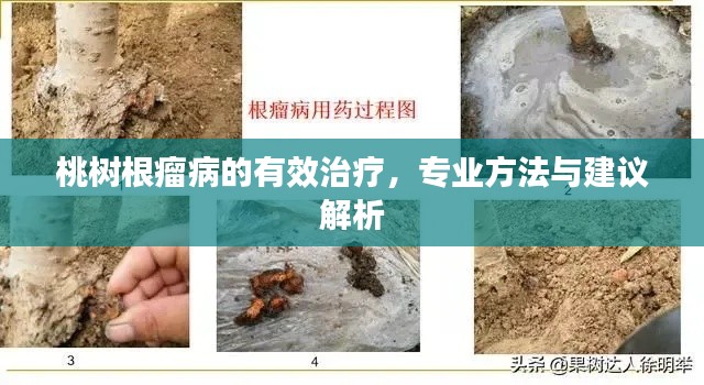 桃樹根瘤病的有效治療，專業(yè)方法與建議解析