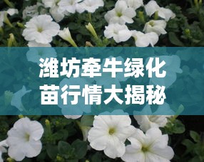 濰坊牽牛綠化苗行情大揭秘，最新價(jià)格分析與趨勢(shì)預(yù)測(cè)