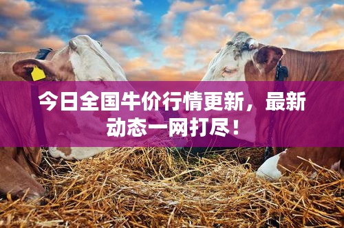 今日全國牛價行情更新，最新動態(tài)一網(wǎng)打盡！