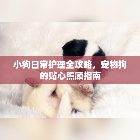 小狗日常護(hù)理全攻略，寵物狗的貼心照顧指南