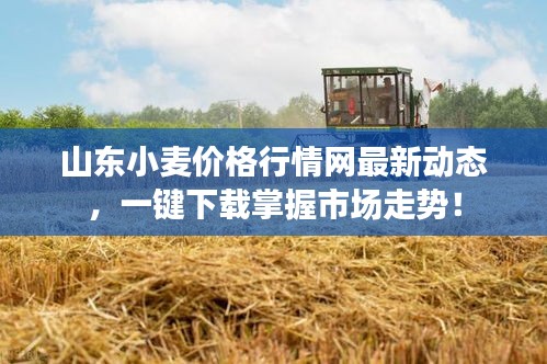 山東小麥價(jià)格行情網(wǎng)最新動態(tài)，一鍵下載掌握市場走勢！