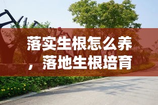 落實生根怎么養(yǎng)，落地生根培育 