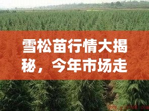 雪松苗行情大揭秘，今年市場(chǎng)走勢(shì)分析！
