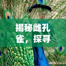揭秘雌孔雀，探尋百度下的神秘生物世界