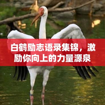 白鶴勵志語錄集錦，激勵你向上的力量源泉