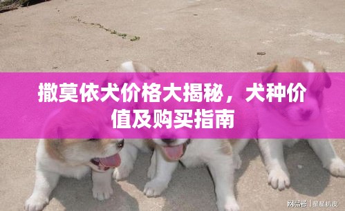 撒莫依犬價(jià)格大揭秘，犬種價(jià)值及購(gòu)買指南