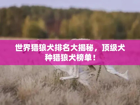 世界獵狼犬排名大揭秘，頂級(jí)犬種獵狼犬榜單！
